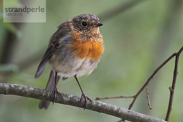 Rotkehlchen (Erithacus rubecula) im Wald  Schweden  Europa