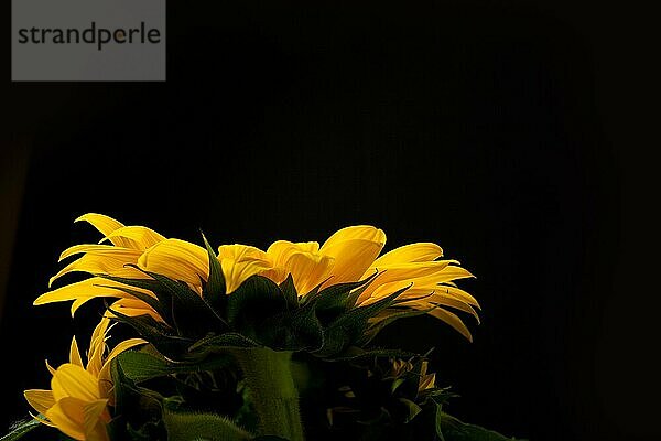 Studioaufnahme Sonnenblume (Helianthus annuus) freigestellt vor schwarzem Hintergrund