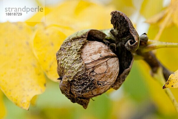 Reife Walnüsse am Baum