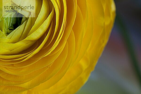 Schöne gelbe (Ranunculus asiaticus) Blume im Frühling mit weichem Bokeh