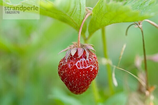 Frische und schmackhafte Erdbeeren wachsen