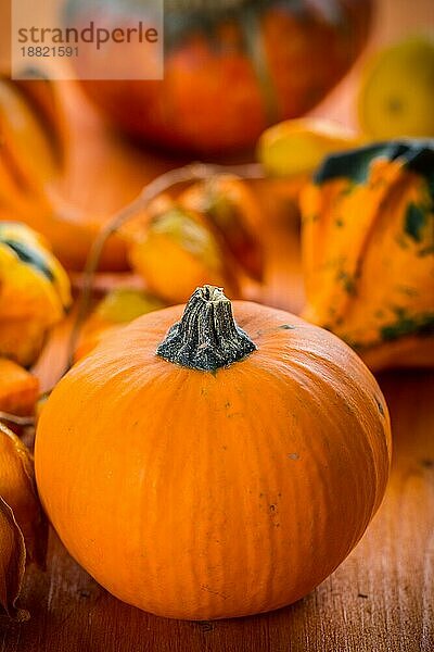 Thanksgiving und Halloweenkürbisse Stillleben