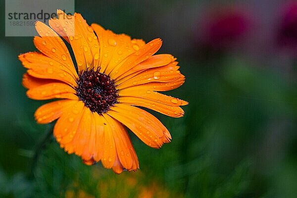 Blüte im Regen mit Wassertropfen