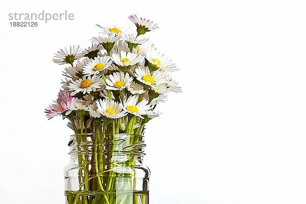 Daisy Blumen im Glas auf weißem Hintergrund Studio Schuss