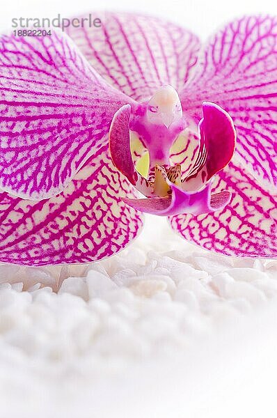 schöne rosa orchidee idyllisch auf weißen steinen