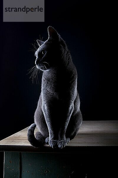 Studio portrait einer Russisch Blau Rassekatze vor schwarzem Hintergrund