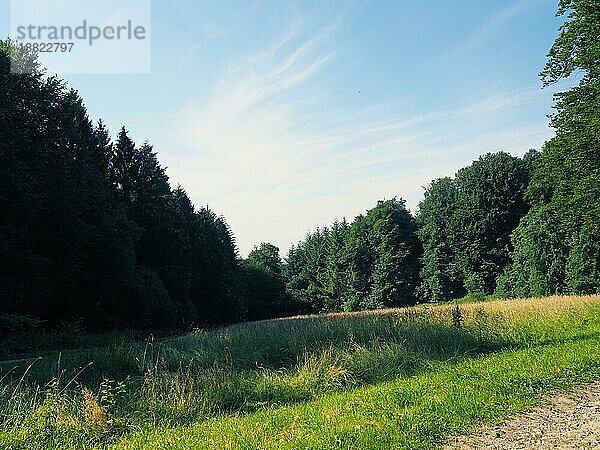 Schöne Lichtung im Teutoburger Wald Deutschland an einem sonnigen Tag