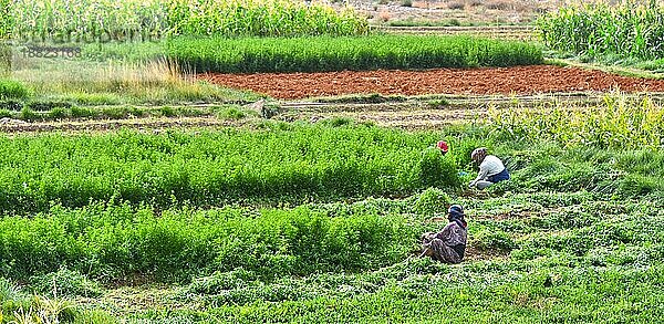 Selbstversorgende arbeitsintensive Landwirtschaft in Marokko. Traditionelle nachhaltige Landwirtschaft