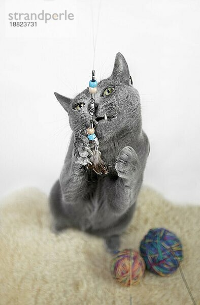Porträt einer Russisch Blau Katze  die mit einem Wollknäuel spielt  Studioaufnahme  weißer Hintergrund