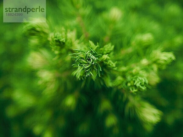 Nahaufnahme einer Zuckerhutfichte (Picea glauca var. albertiana 'Conica') von oben  selektiver Fokus auf die Spitze des Baumes  mit natürlichem Hintergrund