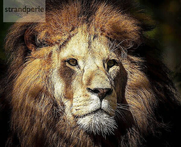 Porträt eines wilden  gefährlichen männlichen Löwen