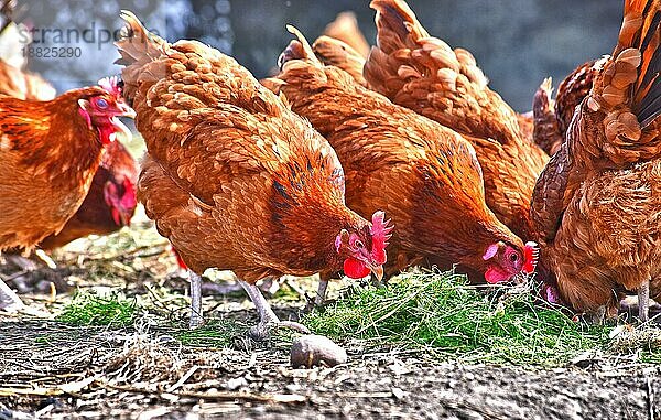 Hühner in einem traditionellen Freilandbetrieb