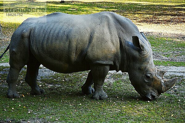 Rhinozeros in natürlicher Umgebung