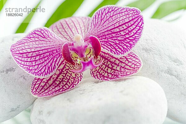 schöne rosa orchidee idyllisch auf weißen steinen mit grünen blättern