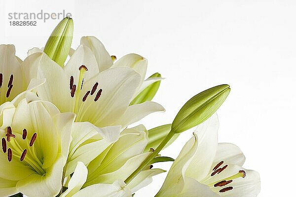 Weiße Lilie Blumen auf weißem Hintergrund Studio Schuss