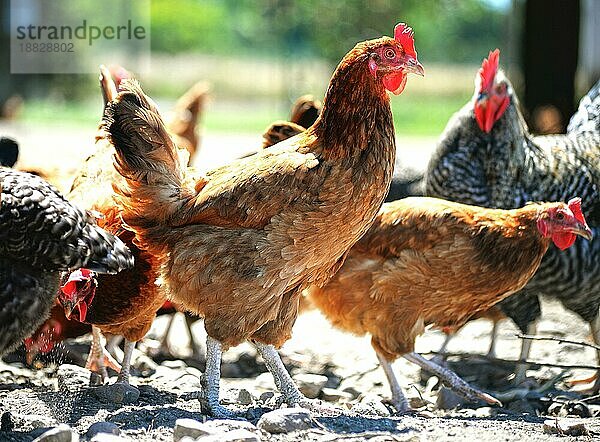 Hühner in einem traditionellen Freilandbetrieb