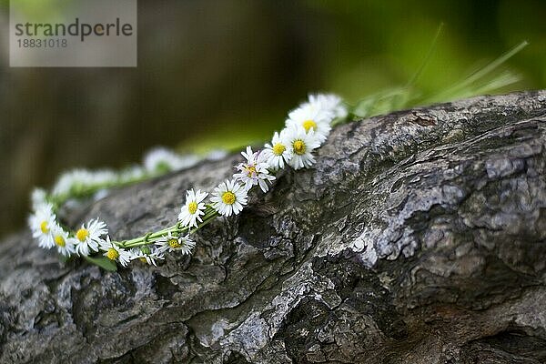 Gänseblümchenkrone im Frühling  aufgenommen mit sehr geringer Schärfentiefe