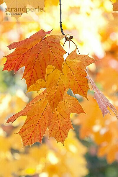 Laub. Schöne Farben des Herbstes