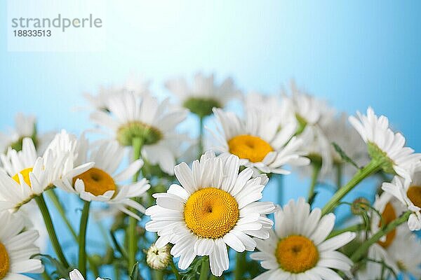 Weiß gefärbtes Gänseblümchen auf einem blaün Himmel