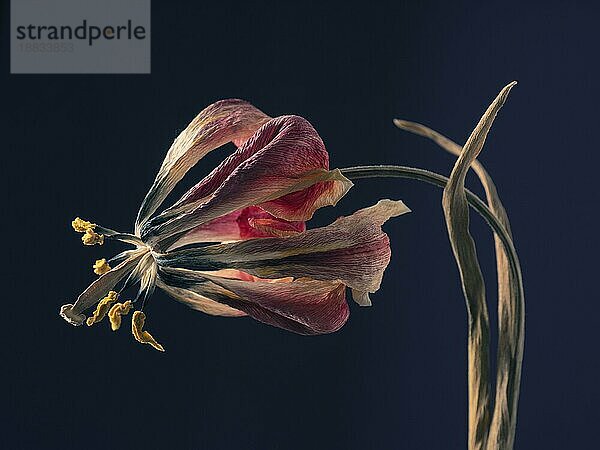 Alte verwelkte lila Tulpe auf einem dunklen Hintergrund  Vergangenheit Schönheit mit abstrakter Zerbrechlichkeit