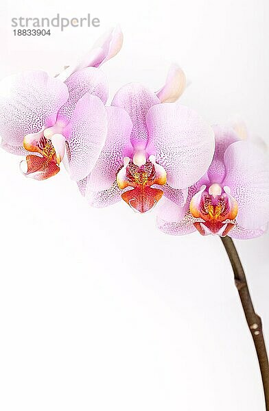 Orchidee Blumen vor weißem Hintergrundem Studio Schuss