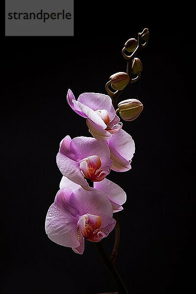 Orchidee Blumen vorschwarz Studio Schuss