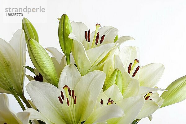 Weiße Lilie Blumen auf weißem Hintergrund Studio Schuss