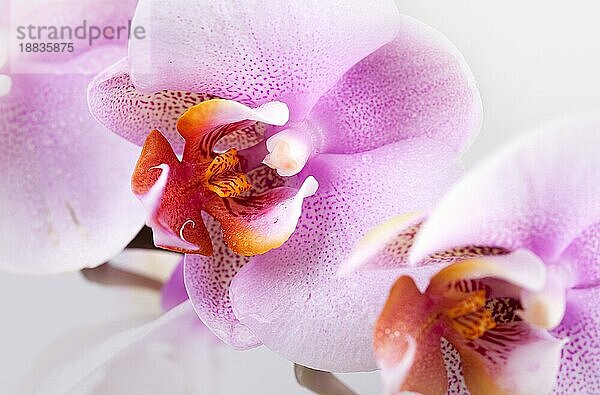 Orchidee Blumen vor weißem Hintergrundem Studio Schuss