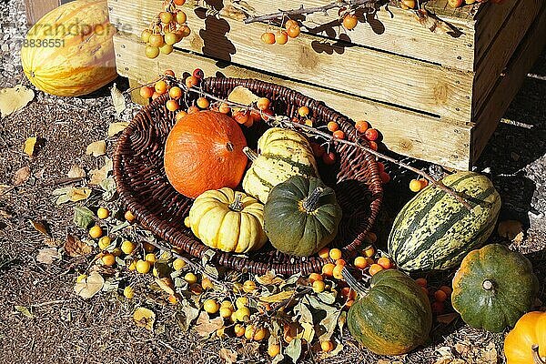 Vielzahl von Kürbissen im Korb Herbst themed rustikalen Outdoor-Stillleben