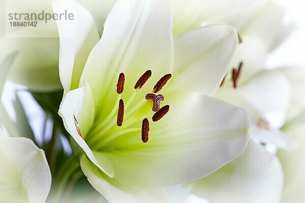 Weiße Lilie Blumen auf weißem Hintergrund Studio Schuss