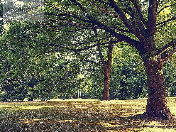 Sonniger Tag im Park  natürliche Sommer Hintergrund Vintage Farbe stilisiert  flachen Ton Stil