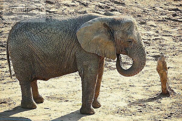 Afrikanischer Elefant in natürlicher Umgebung