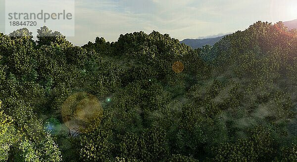 Sonnenaufgang im Regenwald  Konzept zum Schutz des Waldes  Rettung des Regenwaldes  CO2 Minimierung  globaler Schutz