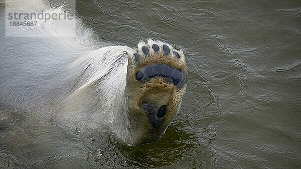 Eisbär