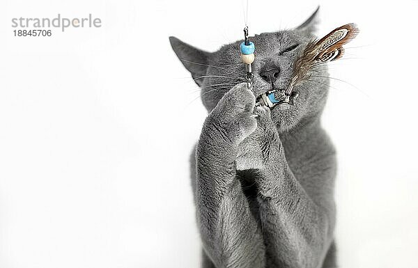 Porträt einer spielenden Russisch Blau Katze  Studioaufnahme  weißer Hintergrund