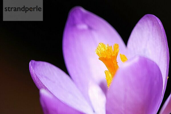 Makro einer lila Krokusblüte