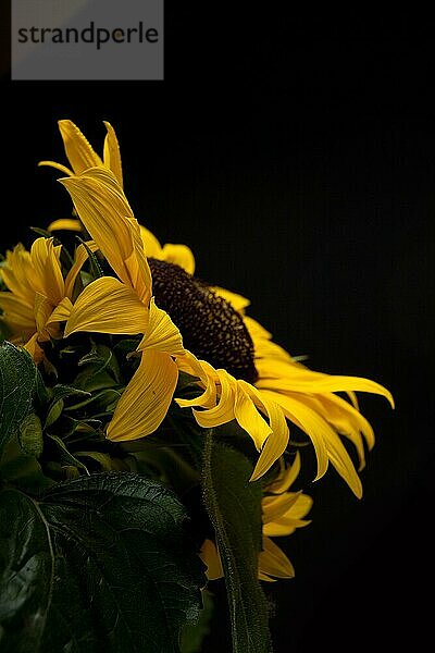 Studioaufnahme Sonnenblume (Helianthus annuus) freigestellt vor schwarzem Hintergrund