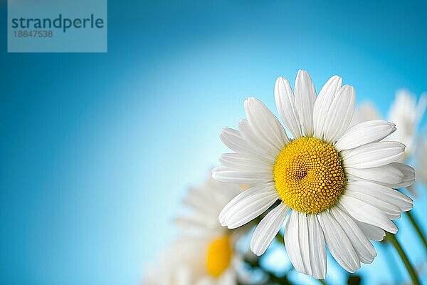 Weiß gefärbtes Gänseblümchen auf einem blaün Himmel