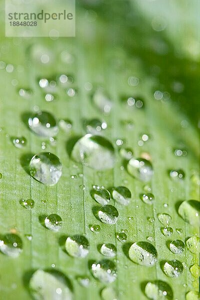 Wassertropfen auf einem grünen Blatt