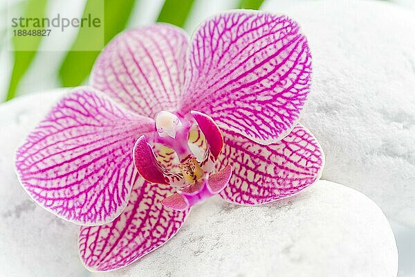 schöne rosa orchidee idyllisch auf weißen steinen mit grünen blättern