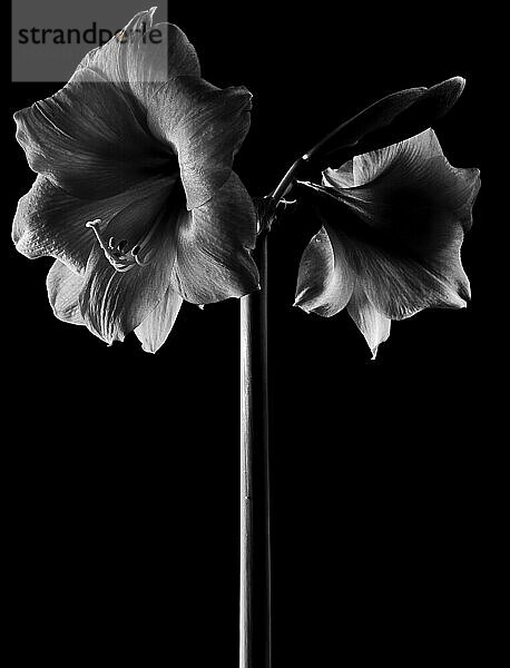 Blume Amaryllis in schwarzweiß