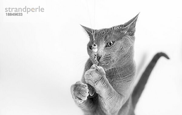 Porträt einer spielenden Russisch Blau Katze  Studioaufnahme  weißer Hintergrund