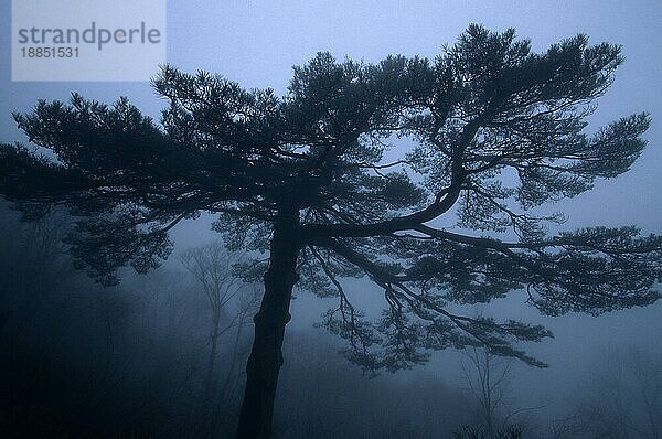 Baum im Nebel  Huangshan  Anhui  Huang Shan  Gelbe Berge  China  Asien