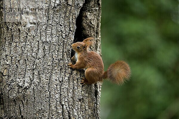 Rotes Eichhörnchen (sciurus vulgaris)  Erwachsener am Nesteingang  Normandie