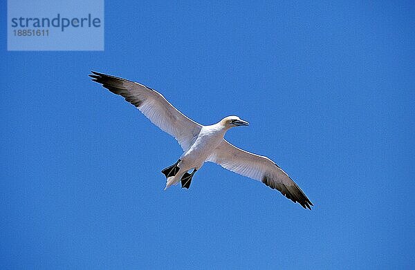 Basstölpel (sula bassana)  Erwachsener im Flug  Bonaventur  in Quebec  Island  Europa