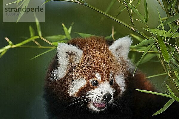 Roter Panda (ailurus fulgens)  Porträt eines Erwachsenen im Bambus