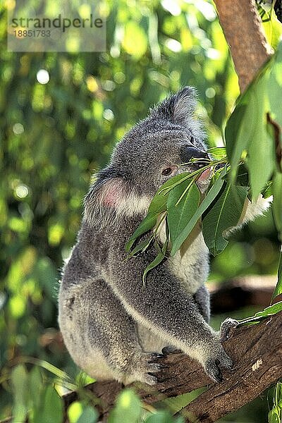 Koala (phascolarctos cinereus)  Erwachsener im Eukalyptusbaum  Australien  Ozeanien