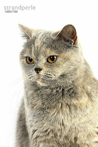 Blaue Creme Britisch Kurzhaar Hauskatze  Porträt von Weibchen gegen weißen Hintergrund