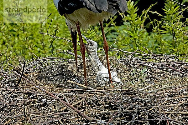 Weißstorch (ciconia ciconia)  Erwachsener mit Küken auf dem Nest