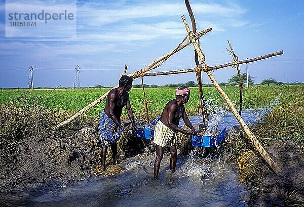 Bewässerung nach traditioneller Methode mit Holzeimern bei Ramanathapuram  Tamil Nadu  Südindien  Indien  Asien